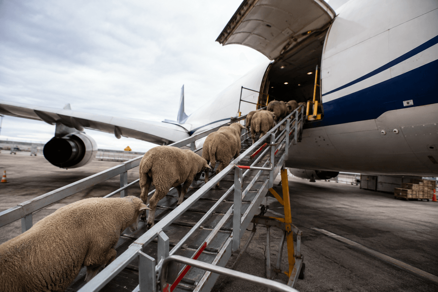 Live cargo being loaded onto a freighter aircraft through the side cargo door.